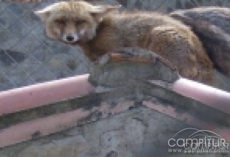 Las Quinientas de Berlanga catalogado como parque zoológico 